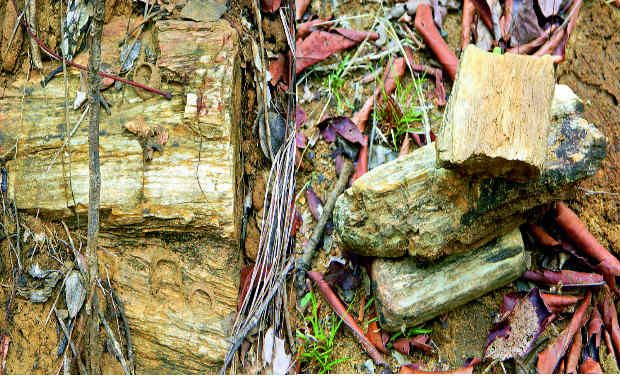 Specimen of wood fossils found in Sarvai Forest beat. The fossils reportedly date back to 20-250 million years.