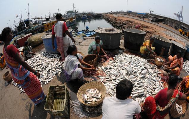 Off the hook: Fisherwomen sorting their catch at the Fishing Harbour in Visakhapatnam. / Photo: C.V. Subrahmanyam / The Hindu