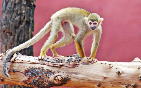 The common Squirrel Monkey.