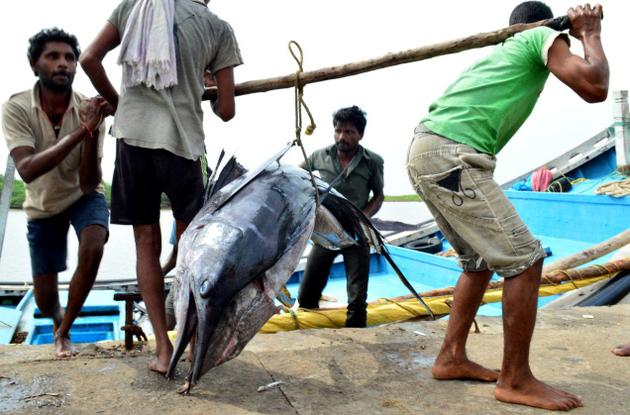 Fishermen carrying Indo-Pacific fish at Gilakaladindi harbour in Krishna district to export to Cochin. Photo: T Appala Naidu / The Hindu