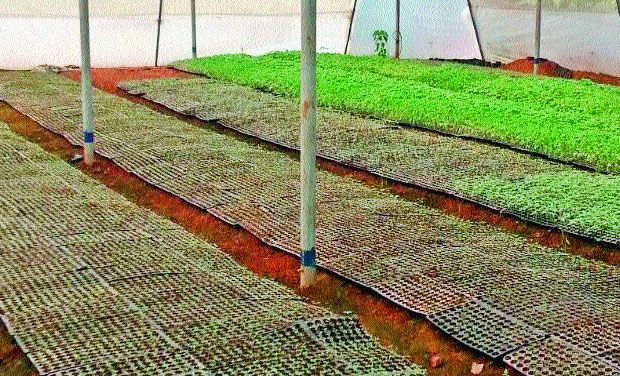 Nurseries at Guntur-Vijayawada national highway near Tadepalli mandal in Guntur district. (Photo: DC)