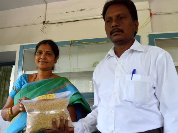 Scientists of Agricultural Research Station display MCM-103, a new paddy seed variety at Machilipatnam in Krishna District. Photo: T. Appala Naidu / The Hindu