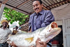 A Scientist from the Central Institute of Brackishwater Aquaculture, Chennai, holding an Asian Seabass at Nagayalanka in Krishna district.- Photo: T. Appala Naidu 