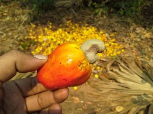 A ripe cashew nut from which organic cashew will be extracted by the tribal people of Rampachodavaram. —PHOTO: B.V.S. BHASKAR / The Hindu