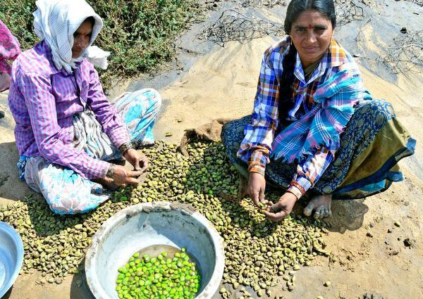 Women mangrove plant seed collectors engaged in work at Sorlagondi Reserve Forest in Krishna district.— Photo: T. Appala Naidu